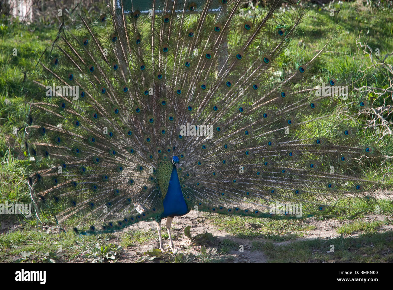 Peacock con penne di coda di visualizzazione strombato, Cornwall Regno Unito Foto Stock