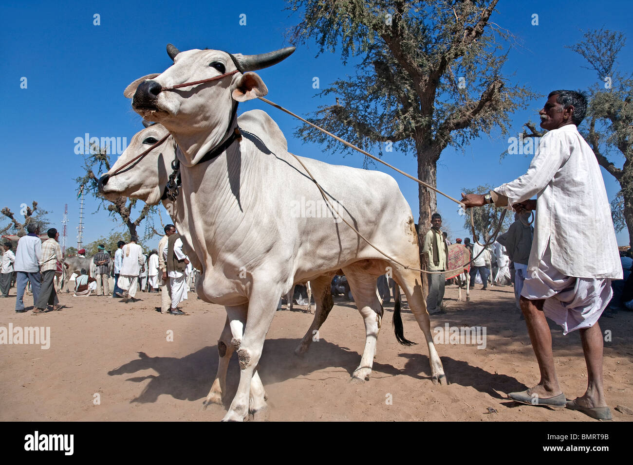 Uomo con buoi. Nagaur fiera del bestiame. Il Rajasthan. India Foto Stock