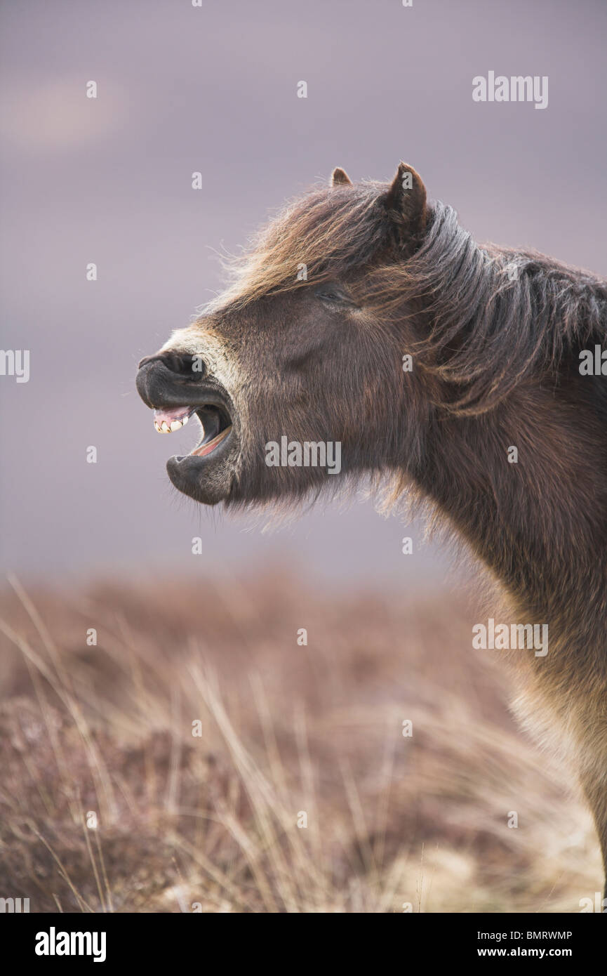 Exmoor Pony adulto che mostra denti sulla brughiera al Parco Nazionale di Exmoor, Somerset nel mese di marzo. Foto Stock