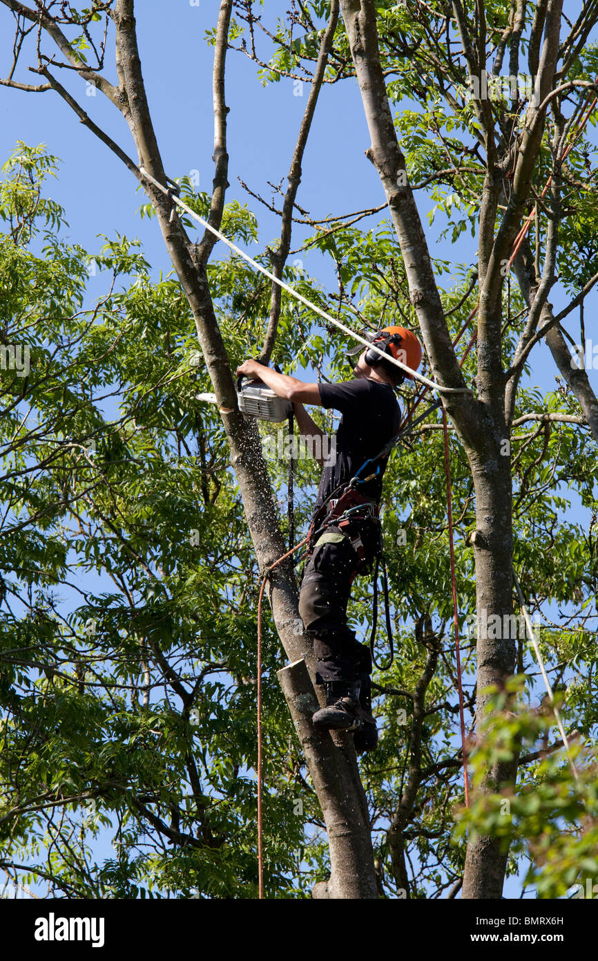 Tree chirurgo alta di lavoro in una struttura ad albero con un chainsaw abbattimento tree Foto Stock