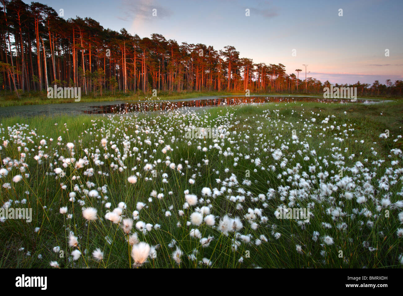 Fioritura della lepre-coda (Cottongrass Eriophorum vaginatum) nella torbiera, Primavera 2010 Foto Stock