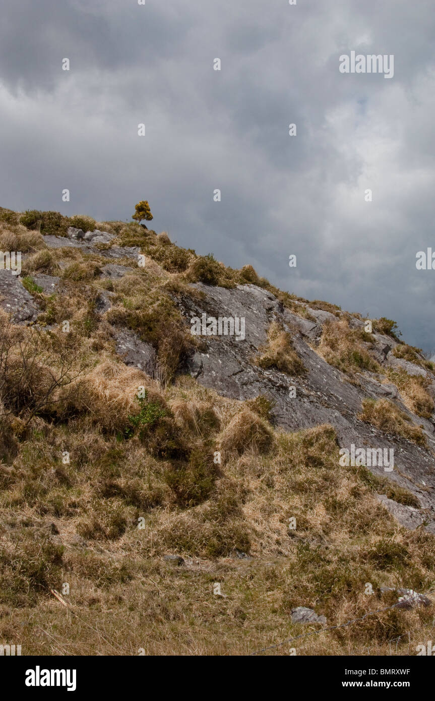 Lone gorse bush sulla cima di una collina con Dark nuvole temporalesche raccolta Foto Stock