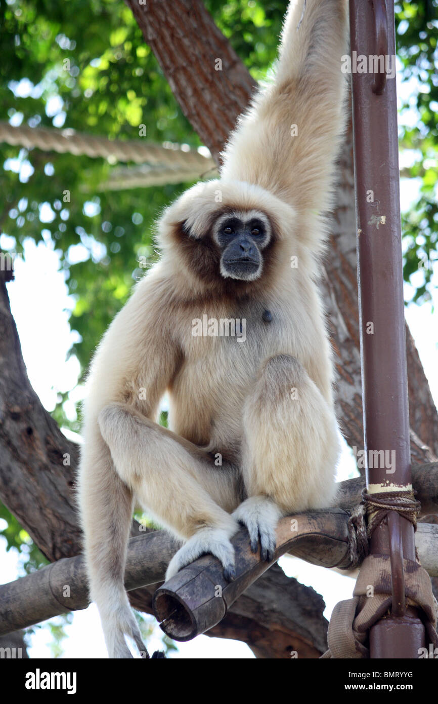 Singola bianco consegnato gibbone seduto in un albero verticale Foto Stock
