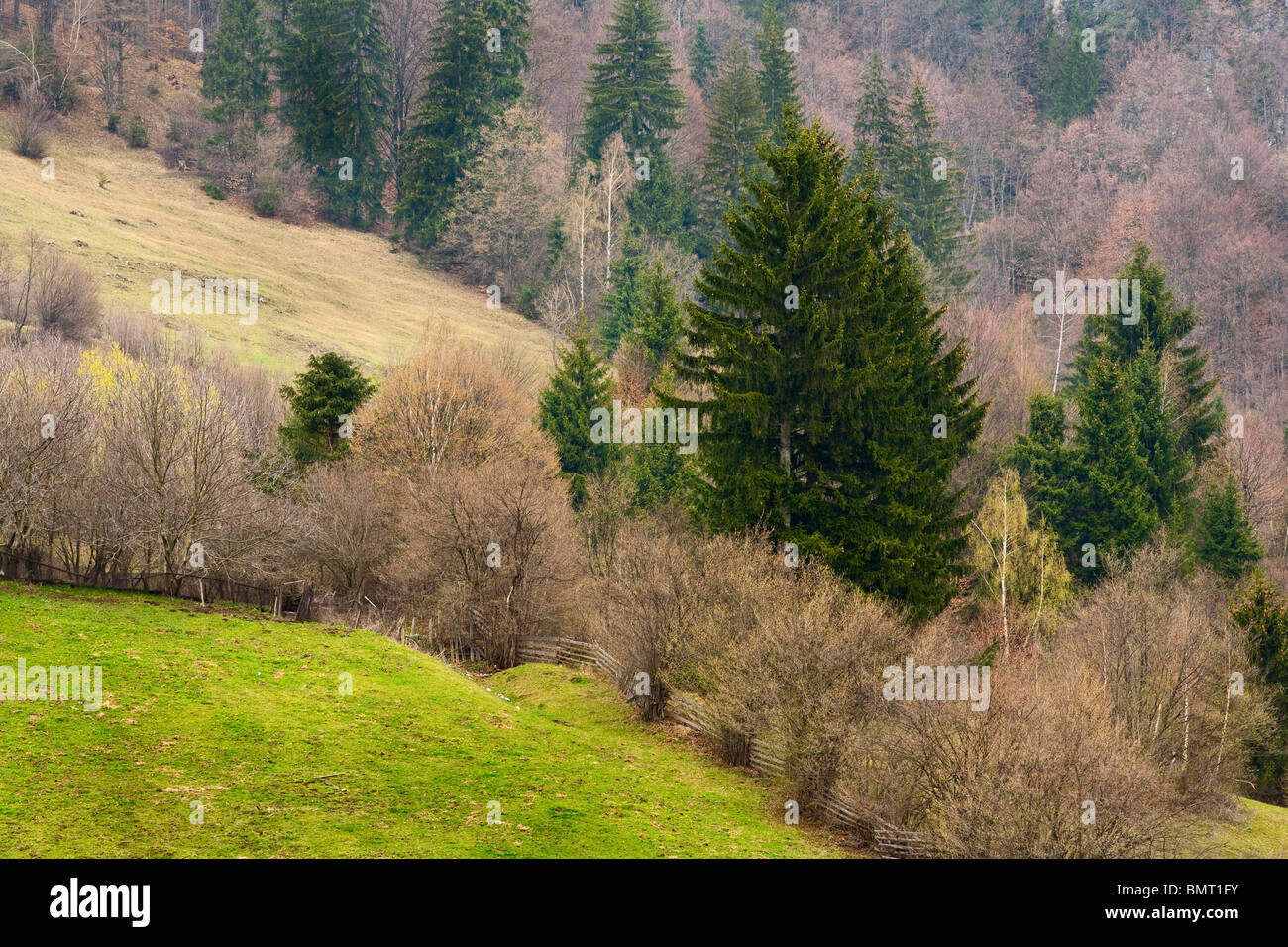 Bella moody paesaggio con montagne e alberi di pino Foto Stock