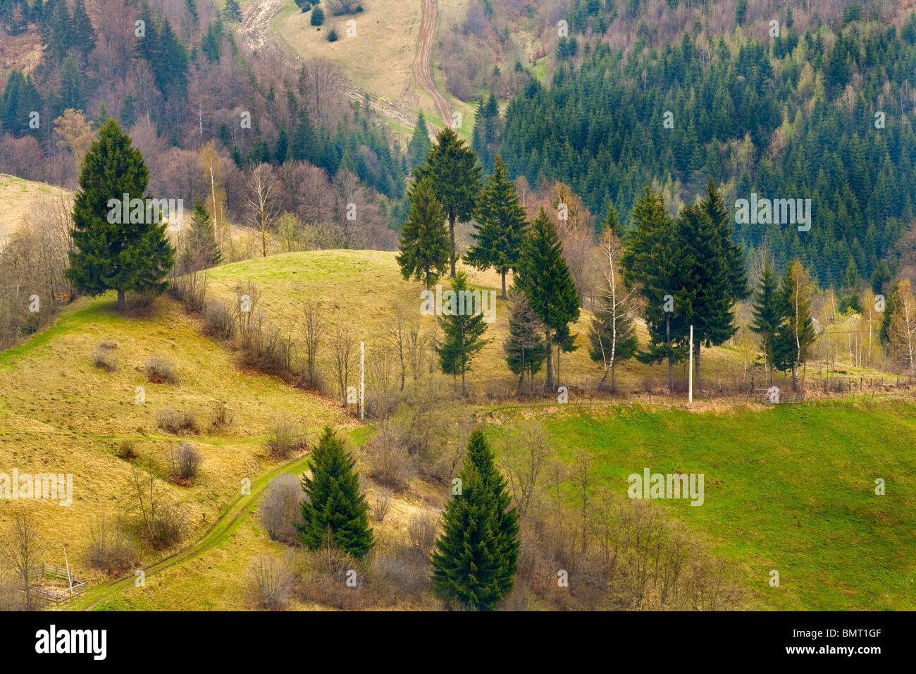 Bella moody paesaggio con montagne e alberi di pino Foto Stock