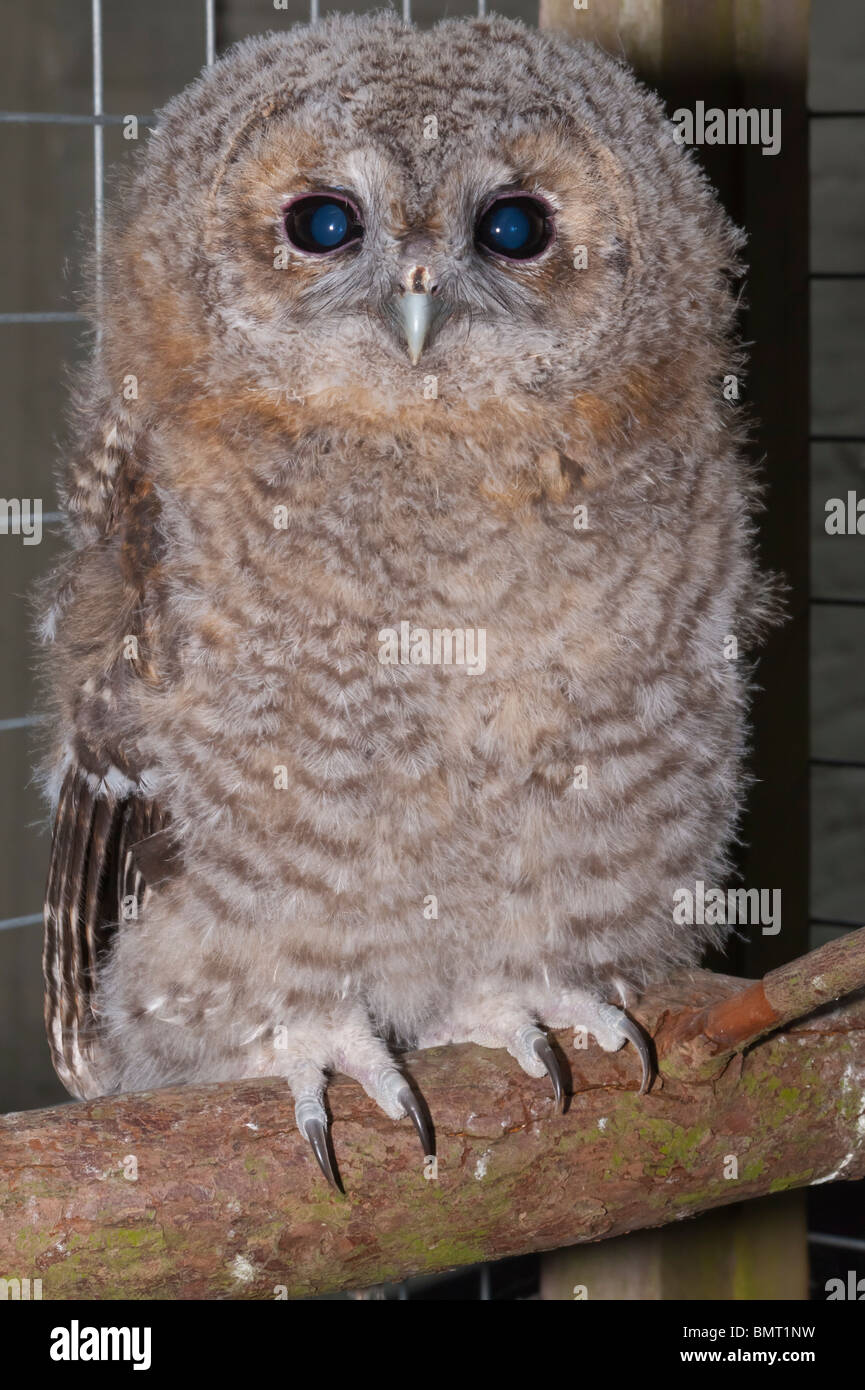 Un giovane Allocco (Strix aluco ) chick chiudere fino a circa un mese fa nel Regno Unito Foto Stock