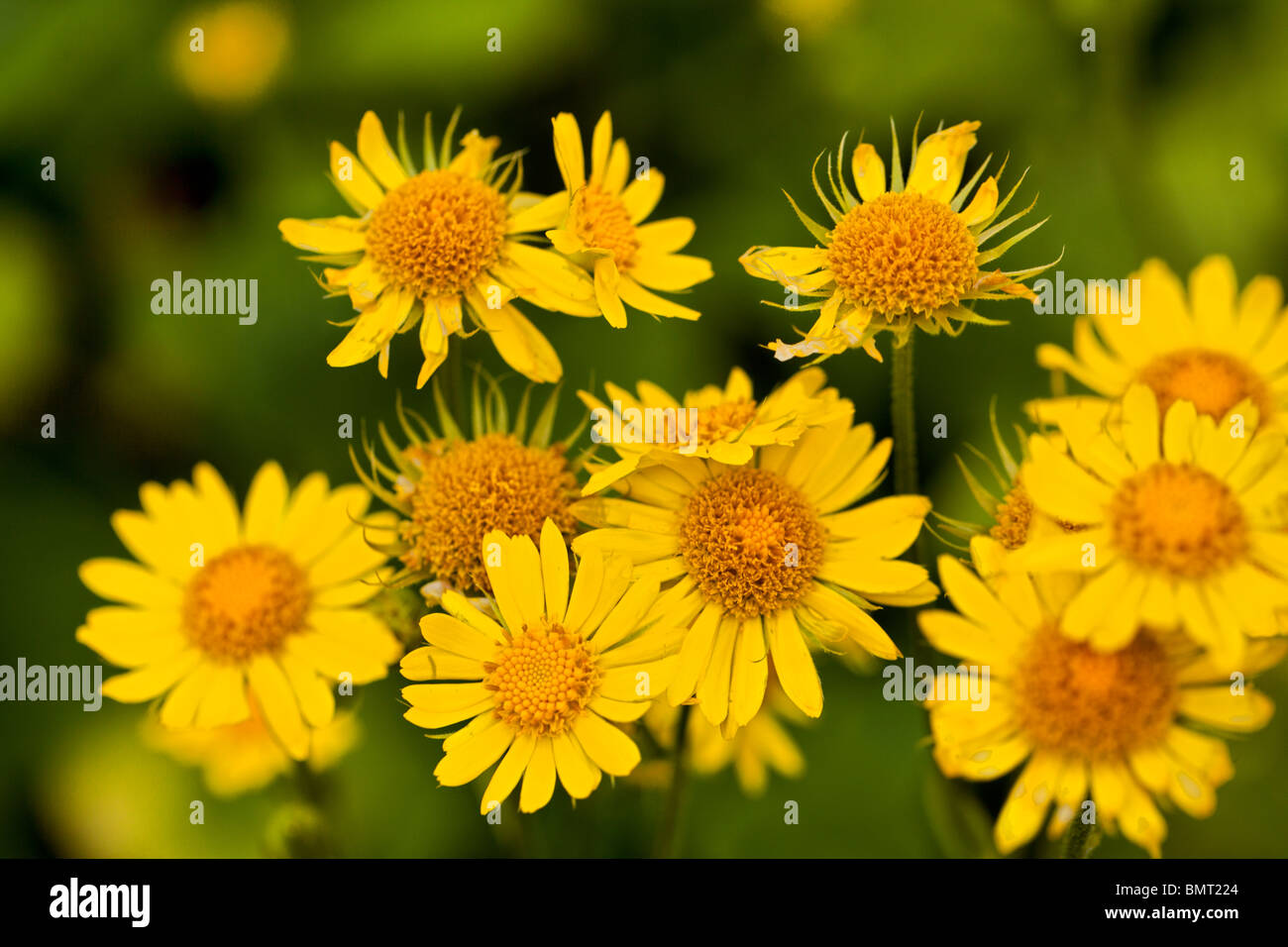Leopard's Bane, Klostergemsrot (Doronicum pardalianches) Foto Stock
