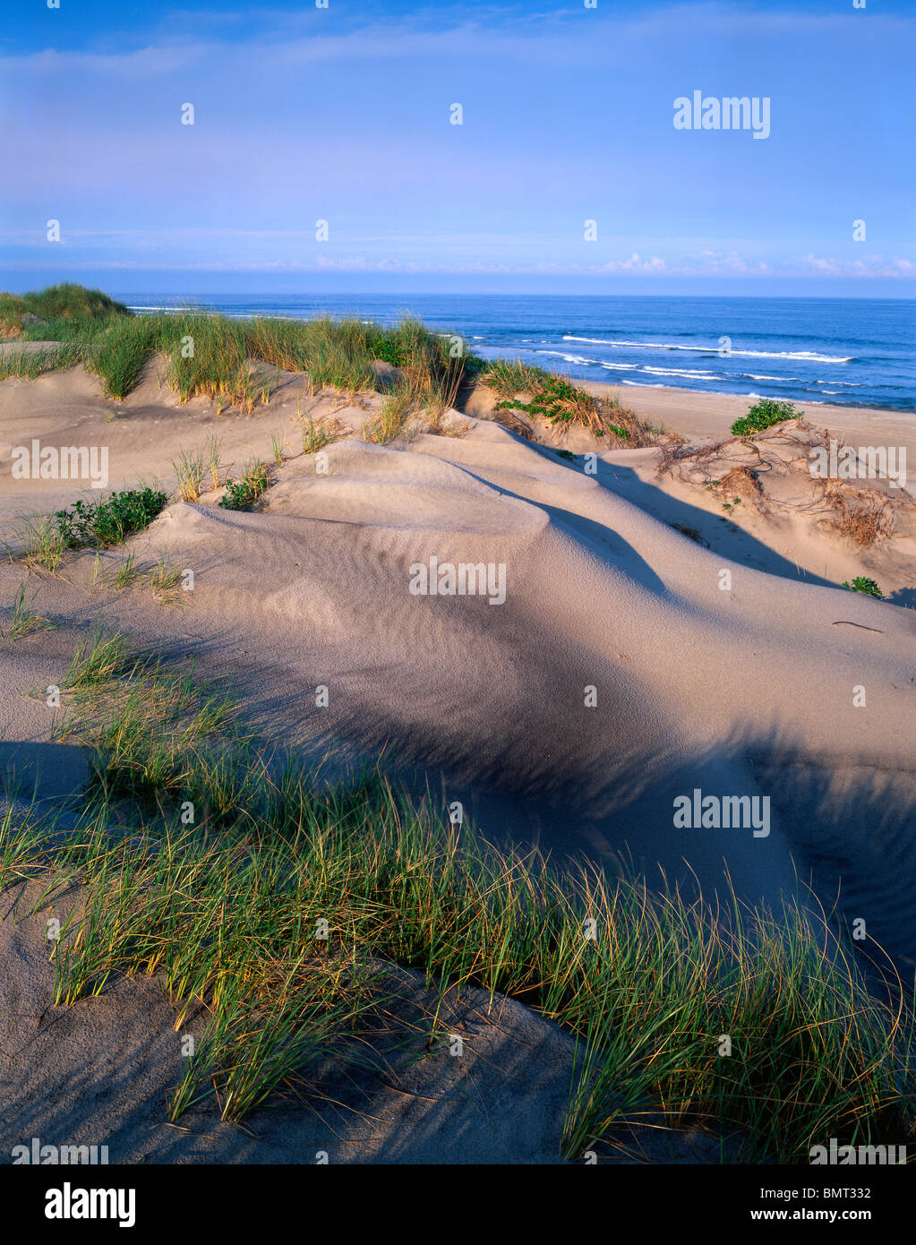 Atlantic Coastal Dunes and Grasses Pea Island National Wildlife Refuge Cape Hatteras NSS NC USA, di Gary A Nelson/Dembinsky Photo Assoc Foto Stock