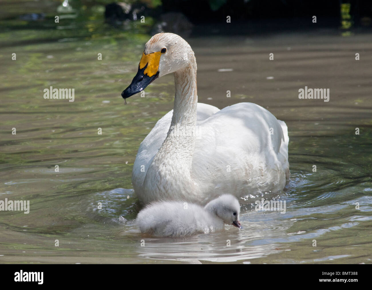 Bewick's Swan (cygnus columbianus bewickii) e cygnet. Regno Unito Foto Stock