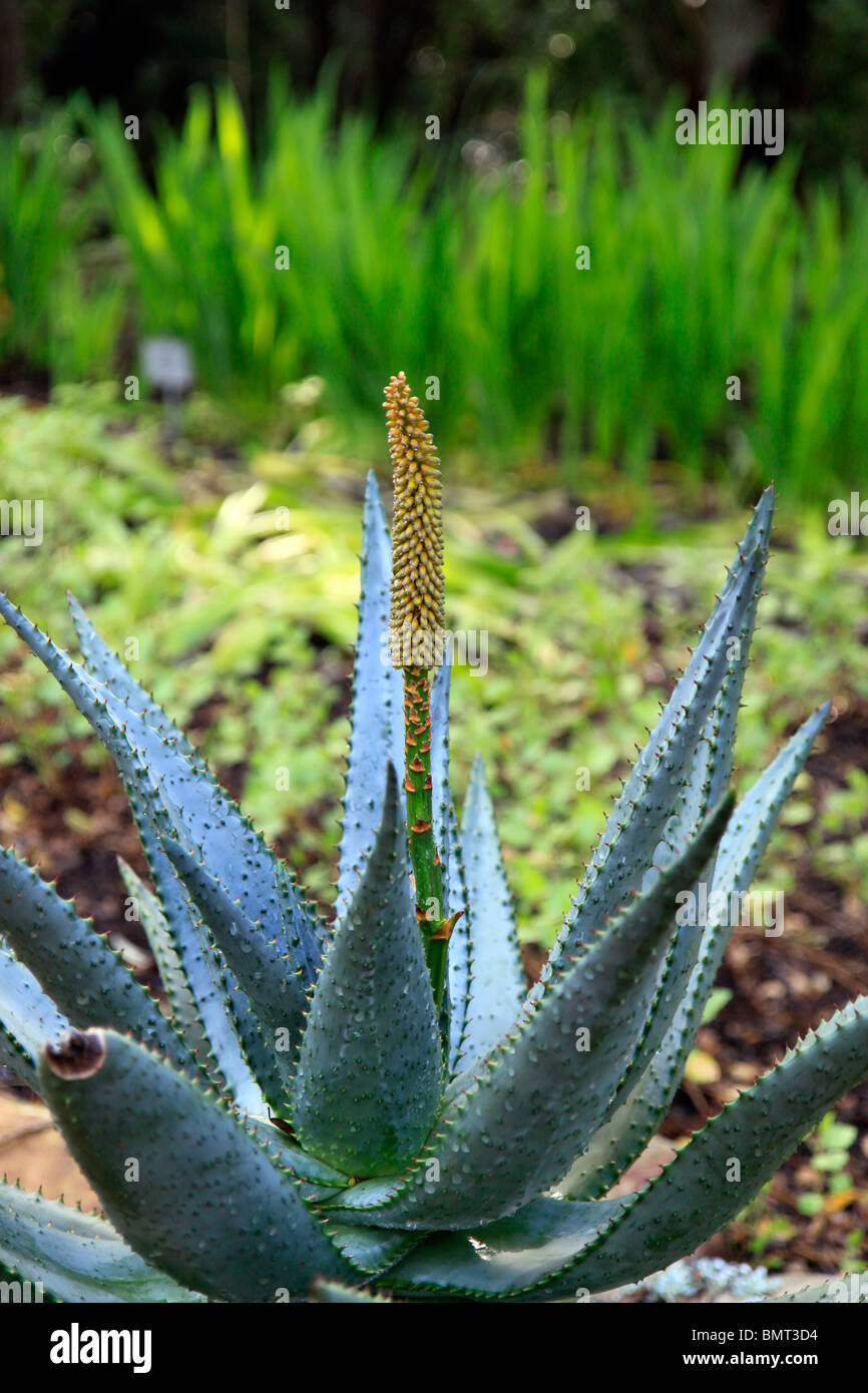 Aloe ferox, piante succulente in giardini botanici di Kirstenbosch, cape  town Foto stock - Alamy
