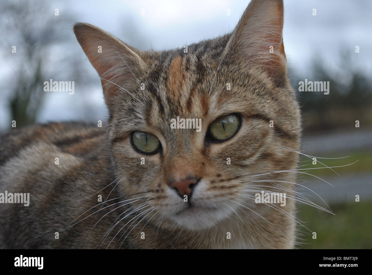 Close up di un gatto a strisce Foto Stock