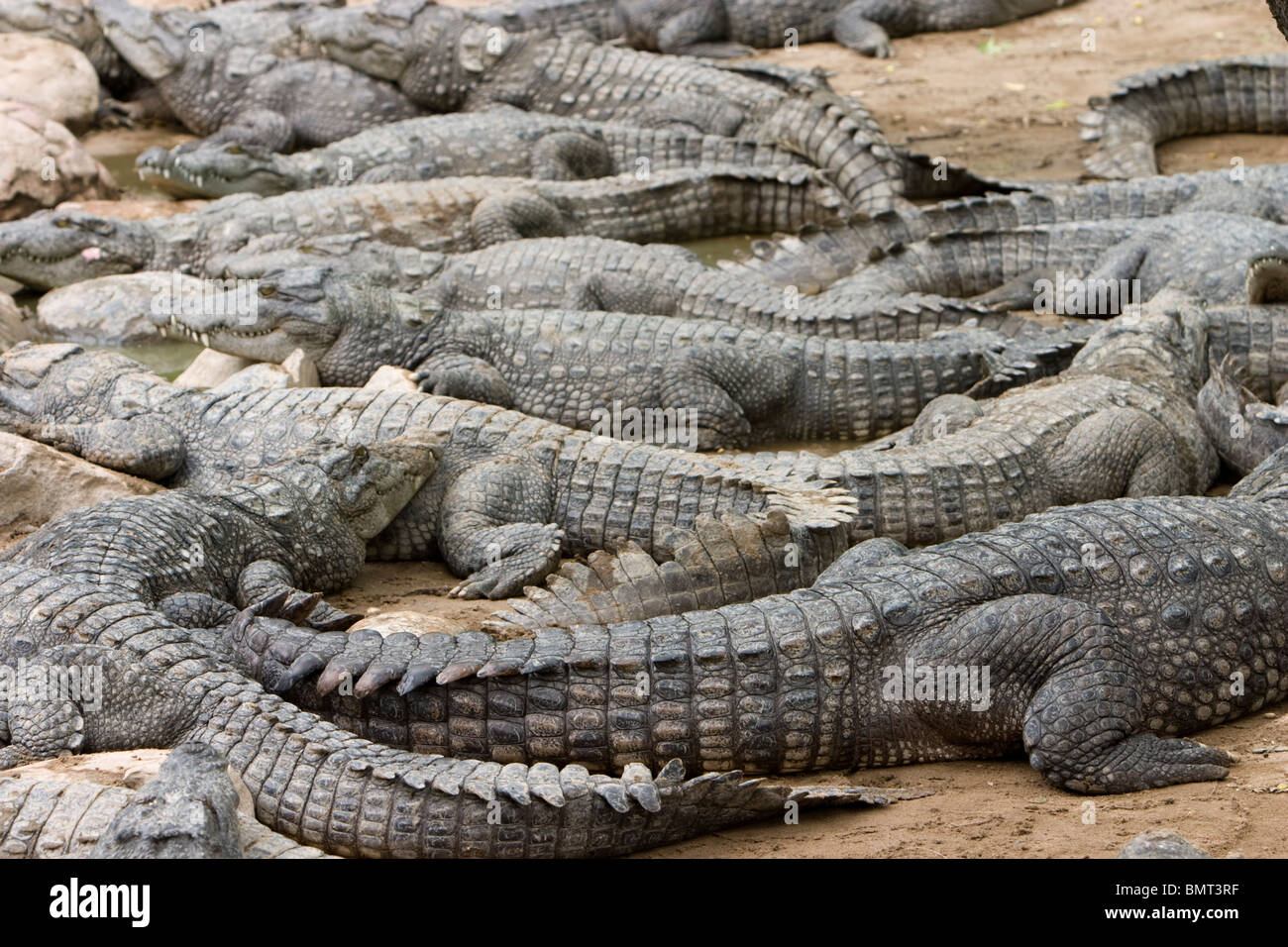 Coccodrilli a Madras Crocodile Bank Trust (Centro per Herpetology) di Chennai, nello Stato del Tamil Nadu, India. Foto Stock