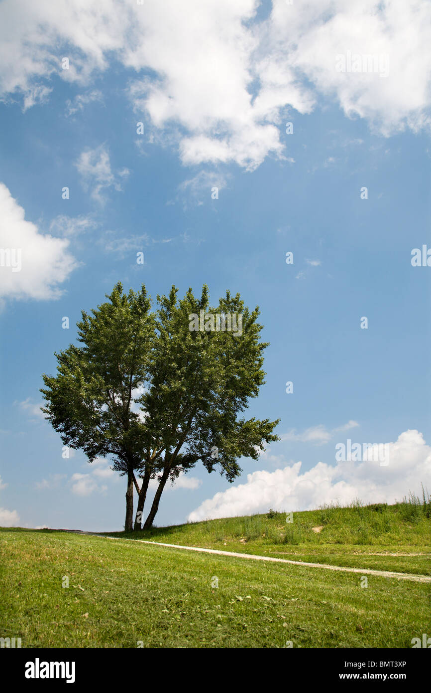 Albero e il cielo Foto Stock