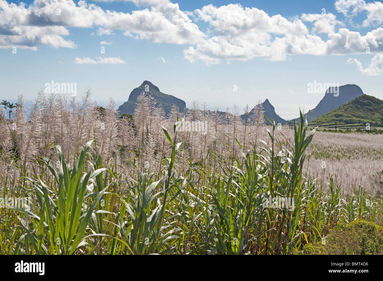 Campo di canna da zucchero con piante fiorite in Mauritius contro blu cielo nuvoloso sfondo. Foto Stock