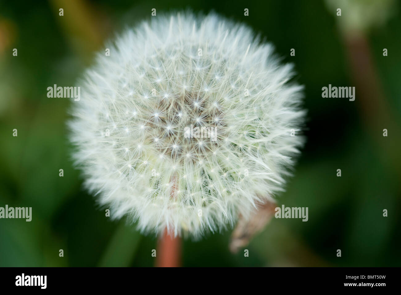 Tarassaco seme head - talvolta noto come 'Dandelion clock' Foto Stock