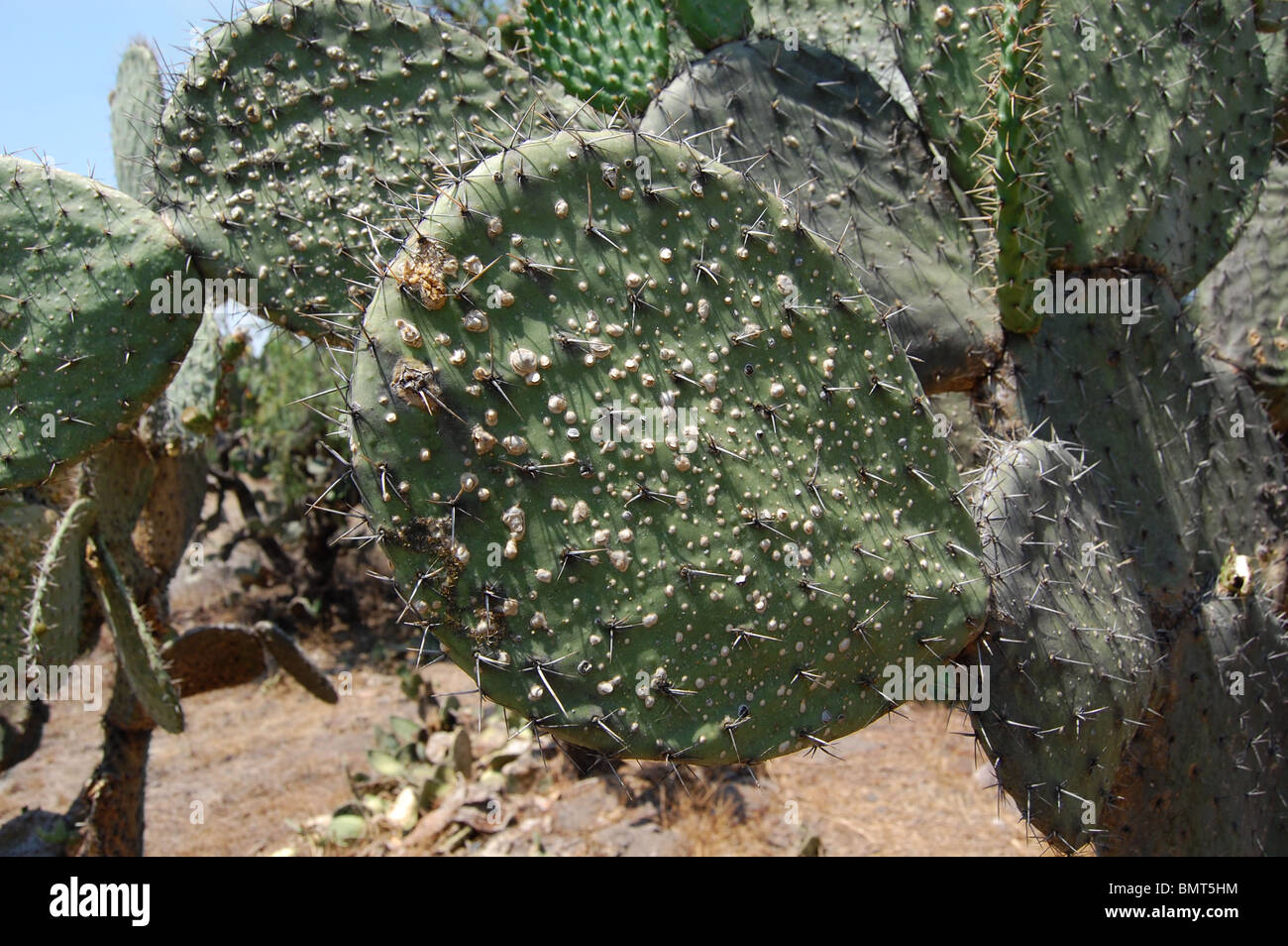 Ficodindia cactus (nopal) con la cocciniglia parassiti (Dactylopius coccus) Foto Stock