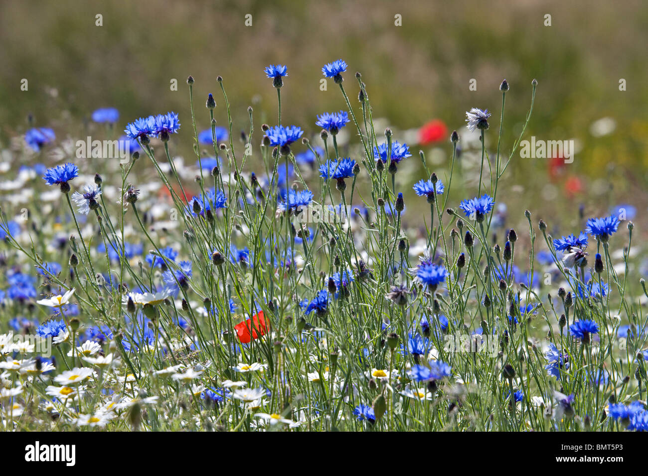 Fiori selvatici che crescono in appena creato prato in Birkenhead Park Foto Stock