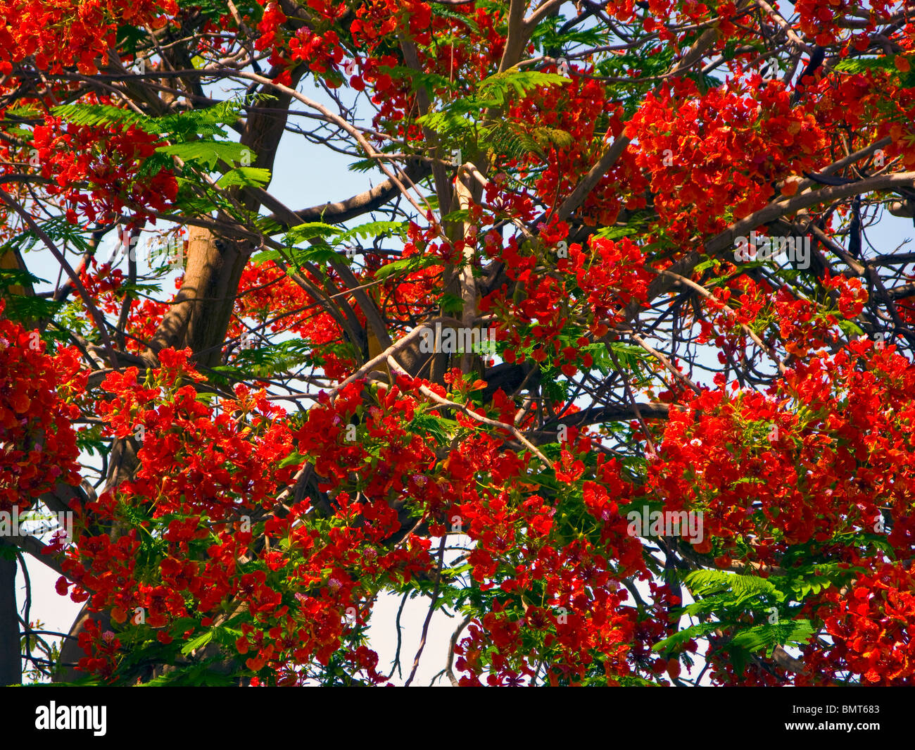 Blossoms lungo la diga di Assuan in Egitto Foto Stock