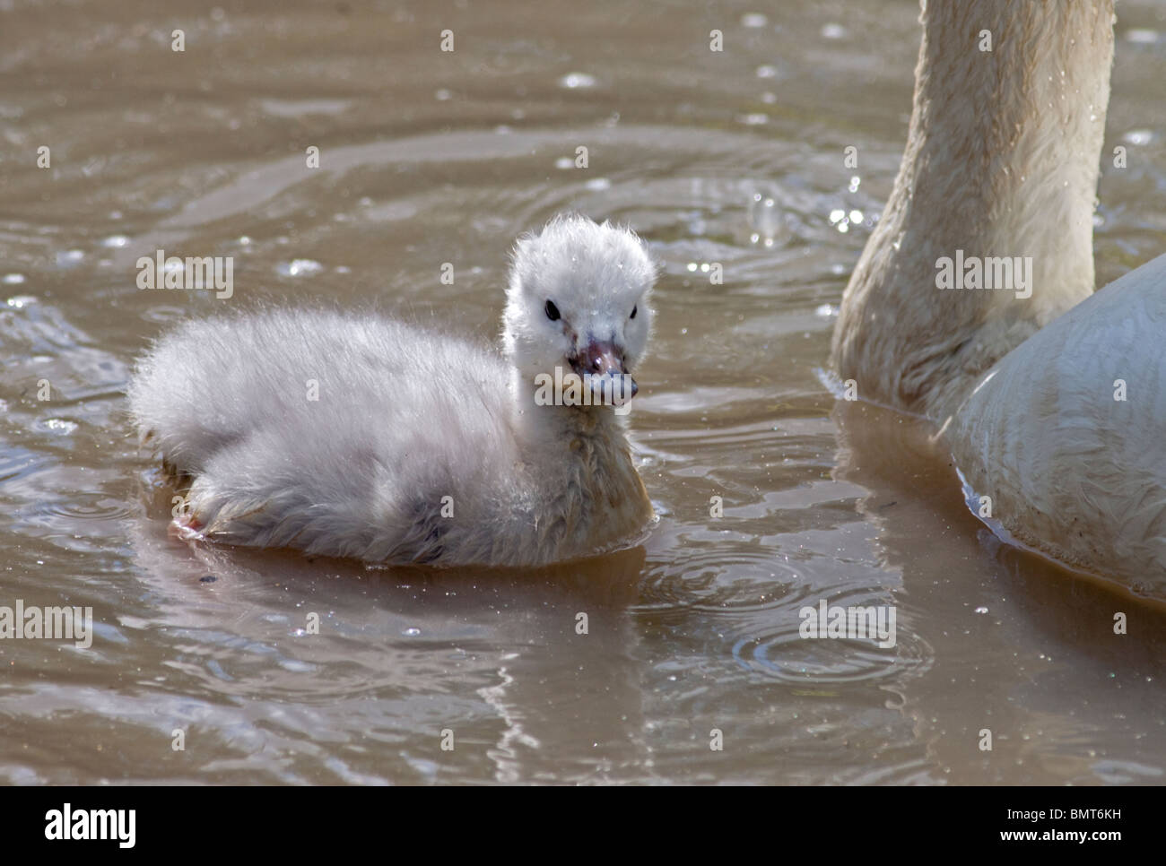 Bewick's Swan (cygnus columbianus bewickii) cygnet. Regno Unito Foto Stock