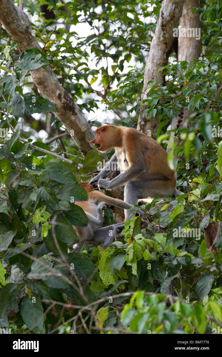 Proboscide Monkey Nasalis larvatus seduta nella struttura ad albero al di sopra del fiume Kinabatangan, Sabah Borneo Malese. Foto Stock