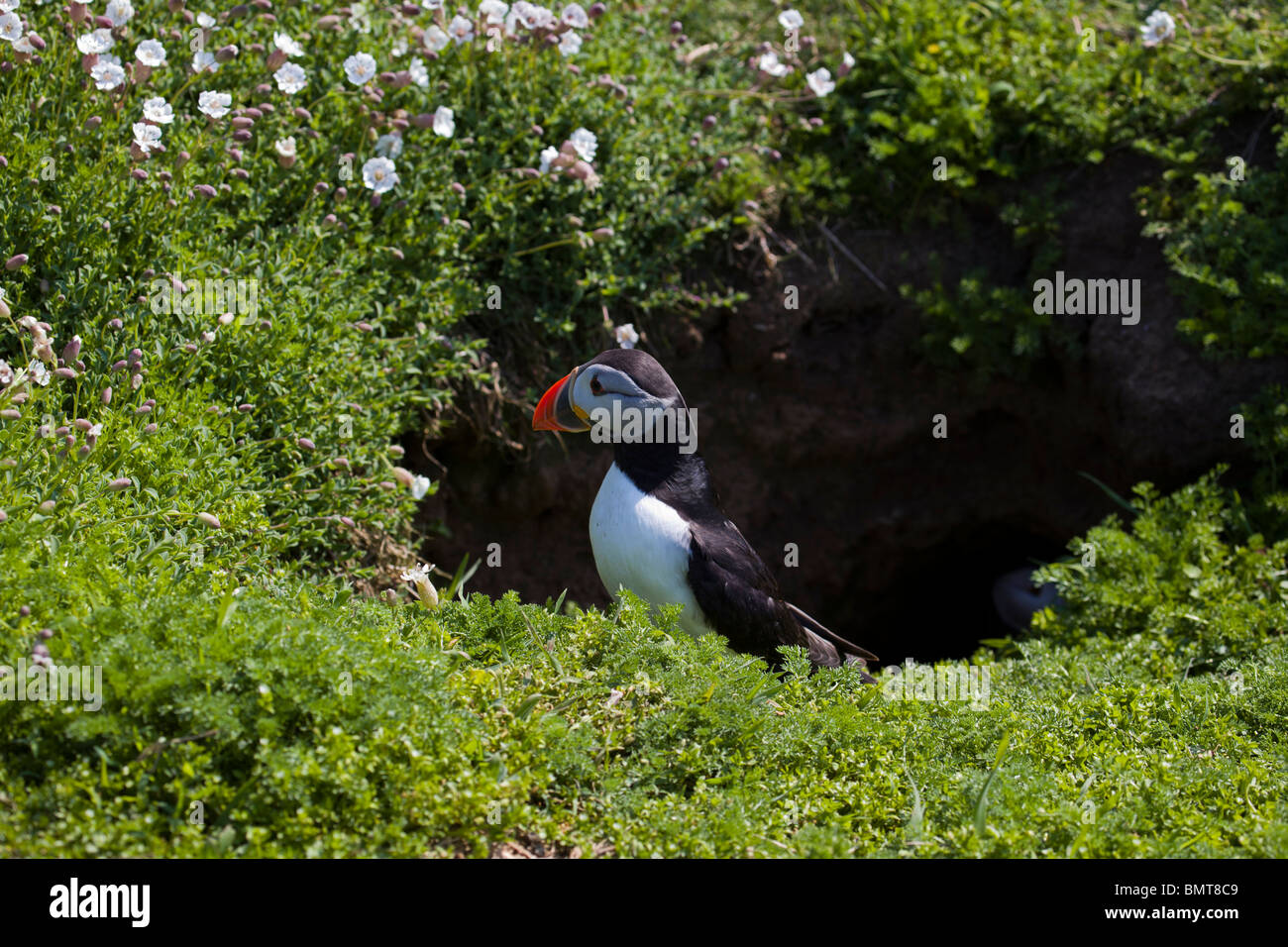 Emergenti dei puffini fro le sue tane di nesting Foto Stock