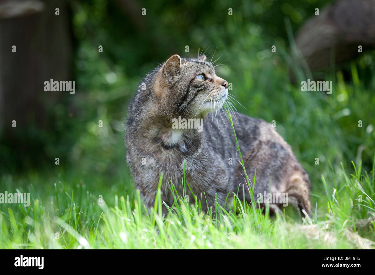 Scottish Wildcat Felis sylvestris sguardo verso l'alto presi in condizioni controllate Foto Stock