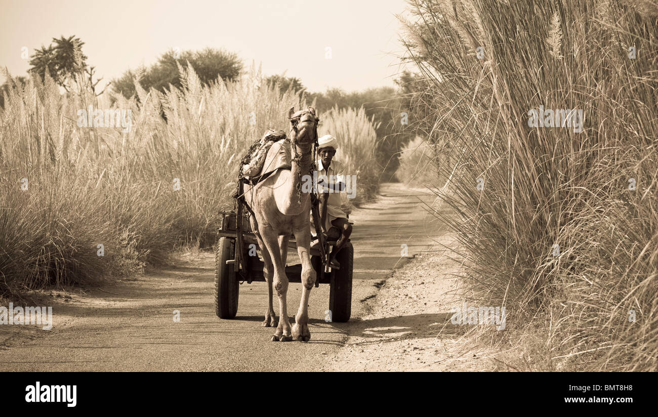 Rajasthan,l'India;Camel tirando un carrello lungo una strada Foto Stock