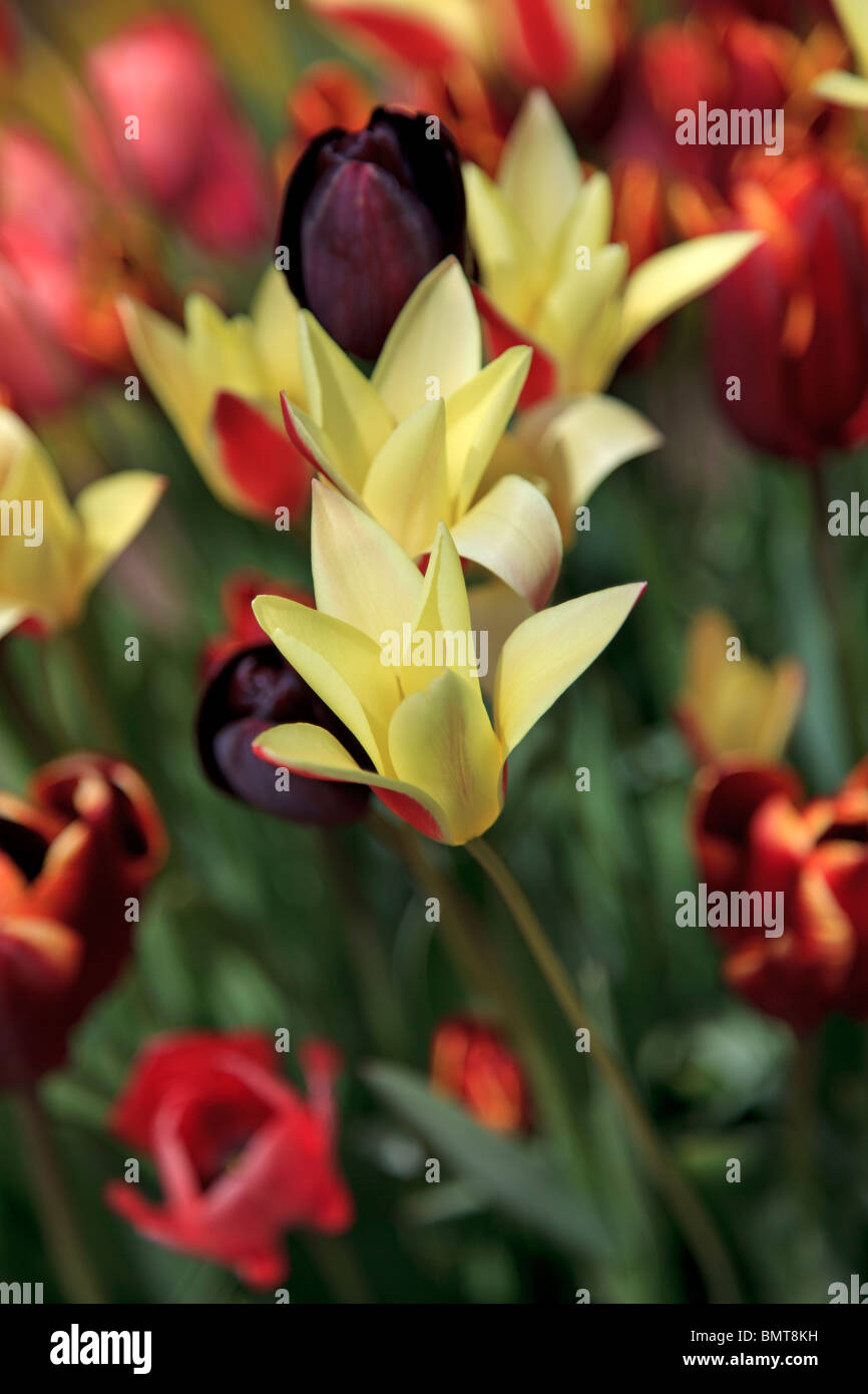 Tulipani misti compresi "Tulipa Regina della Notte' Foto Stock