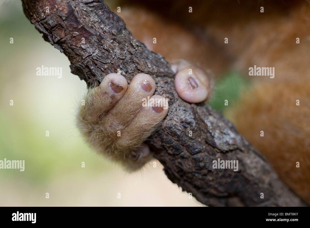 Bornean maschio Slow Loris Nycticebus menagensis in appoggio sul ramo, Borneo, Sabah, Malaysia. Foto Stock