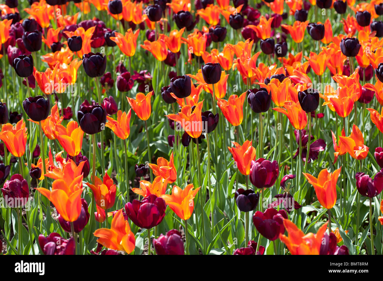 Intensamente display colorato di tulipani compresi Tulipa "Regina della Notte' Foto Stock