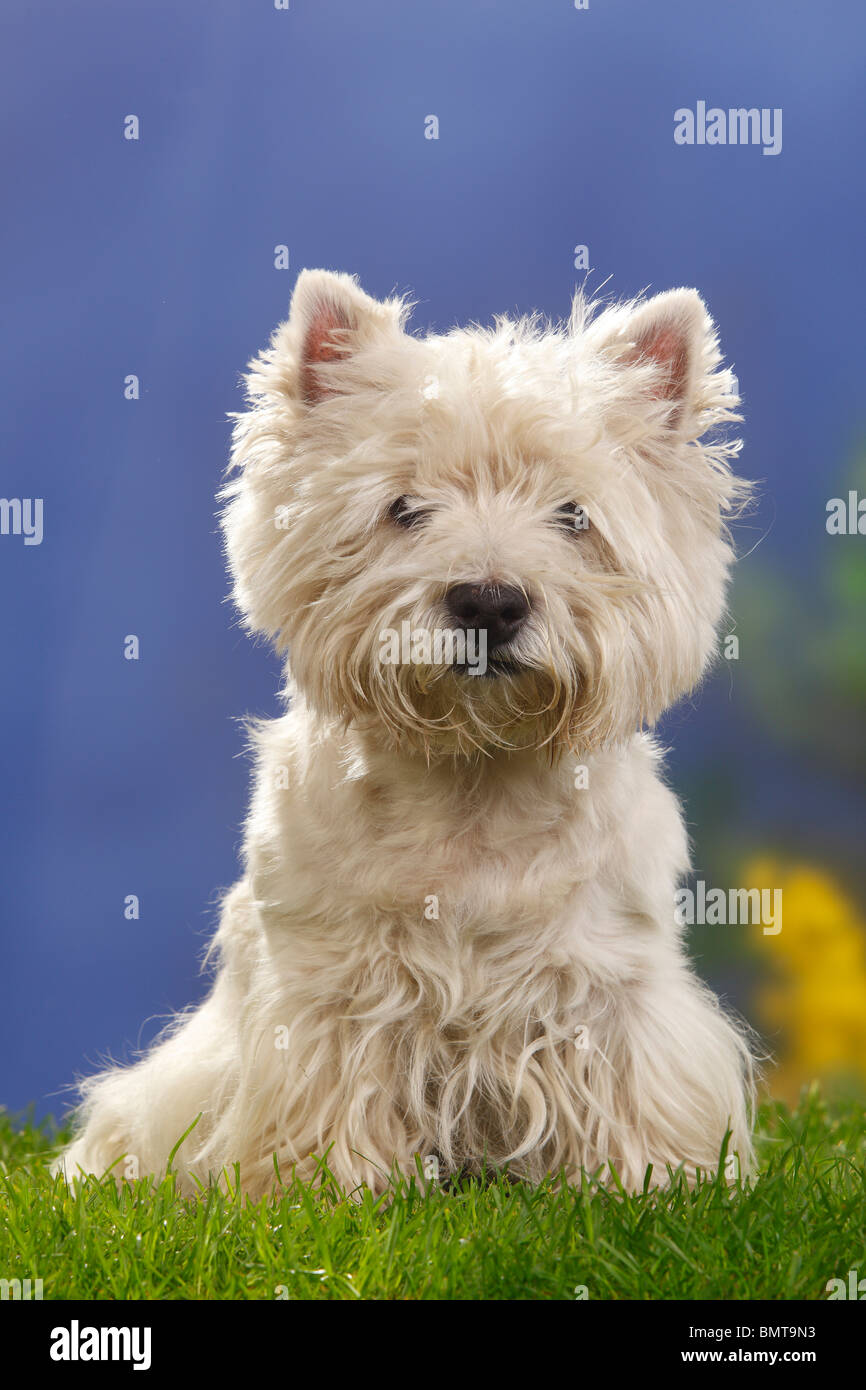 Taglio di capelli del West Highland Terrier