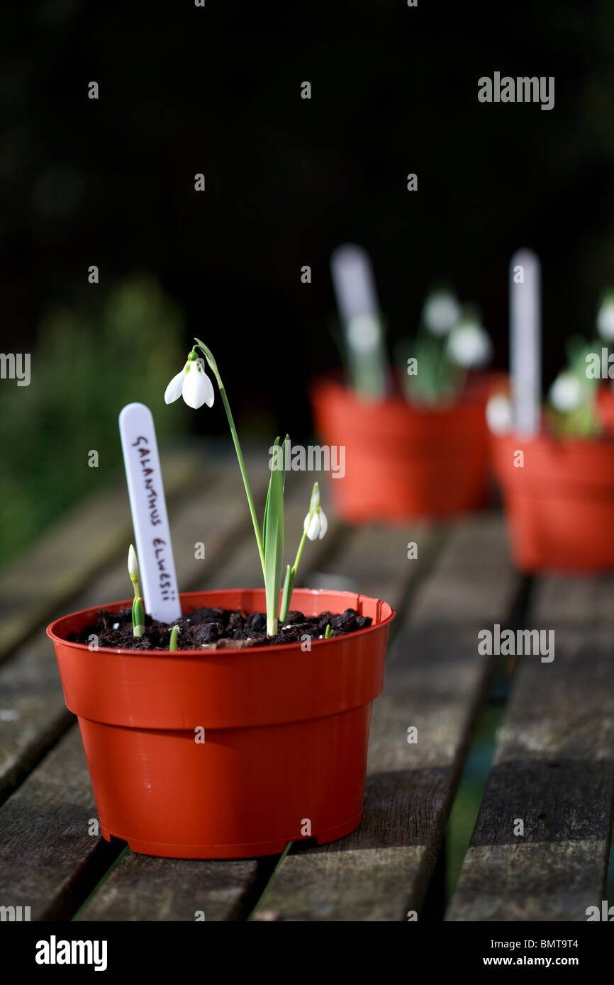 Pentole di bucaneve - Galanthus elwesii Foto Stock