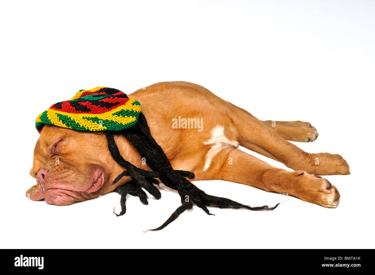 Grazioso cucciolo di sognare in Rasta Hat Foto Stock