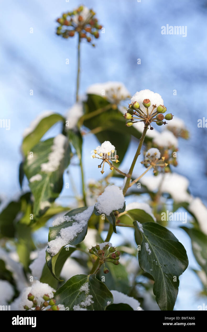Ivy - coperta di neve teste di seme Foto Stock