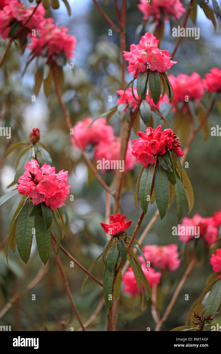 Deep pink Rhododendron arboreum MH18 fotografati a RHS Harlow Carr Foto Stock