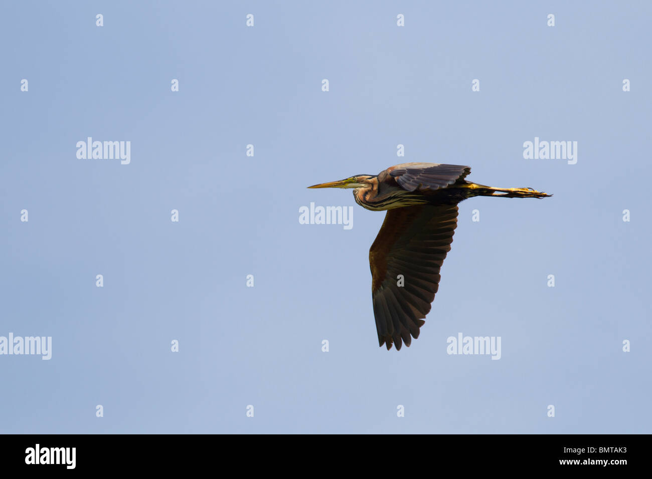 Airone rosso Ardea purpurea battenti contro il cielo blu, la regione di Brenne, Francia. Foto Stock
