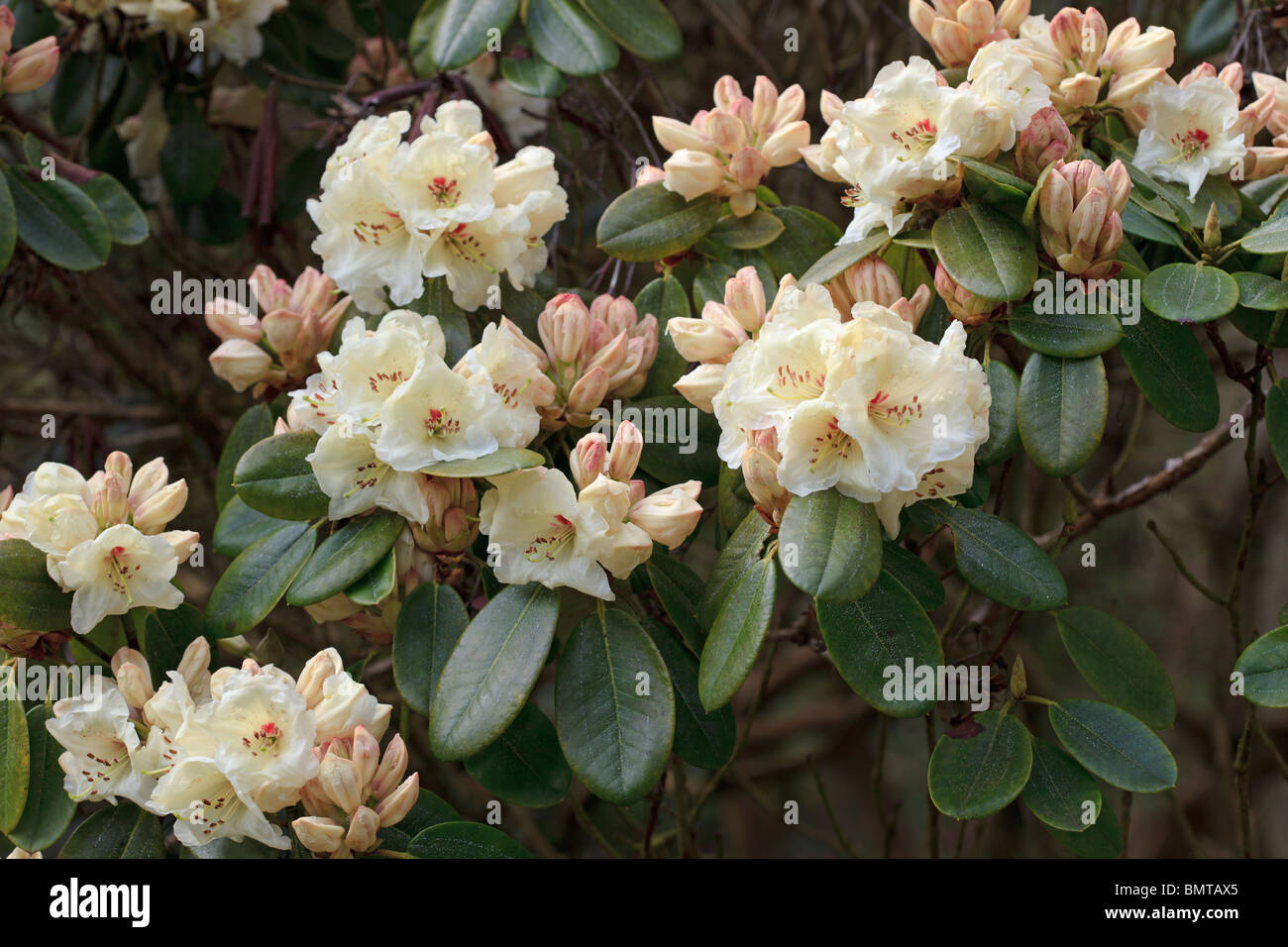 Giallo cremoso tinte di rosa rododendro 'unica' fotografati a RHS Harlow Carr, Harrogate, nello Yorkshire, Regno Unito Foto Stock