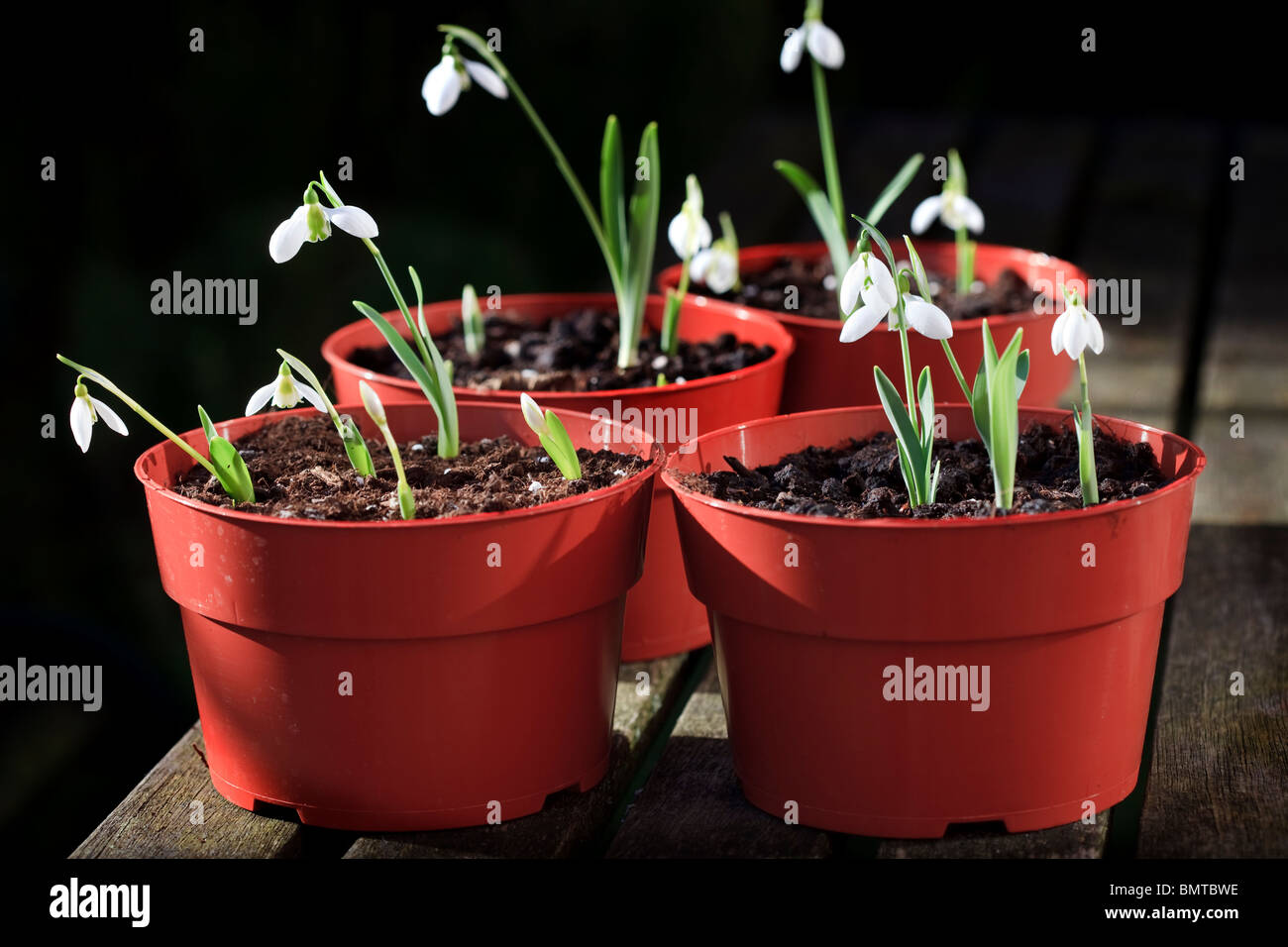 Pentole di bucaneve - Galanthus elwesii Foto Stock