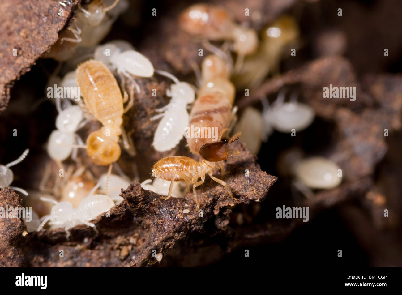 Il lavoratore e il soldato termiti all'interno del nido Foto Stock