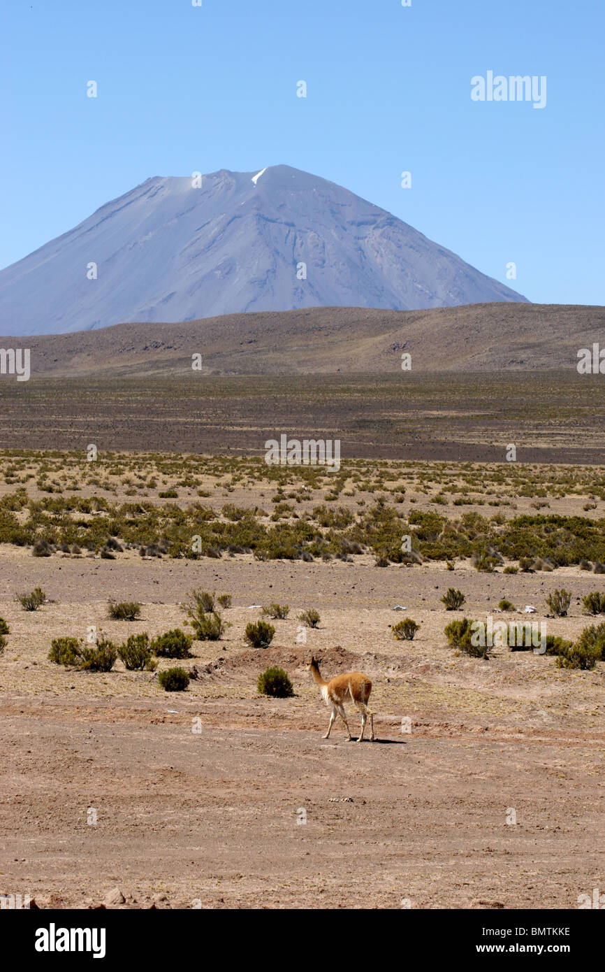 Vicuña in piedi di fronte a El Misti vulcano nella Cordillera Occidental, Arequipa, Perù, Sud America. Foto Stock