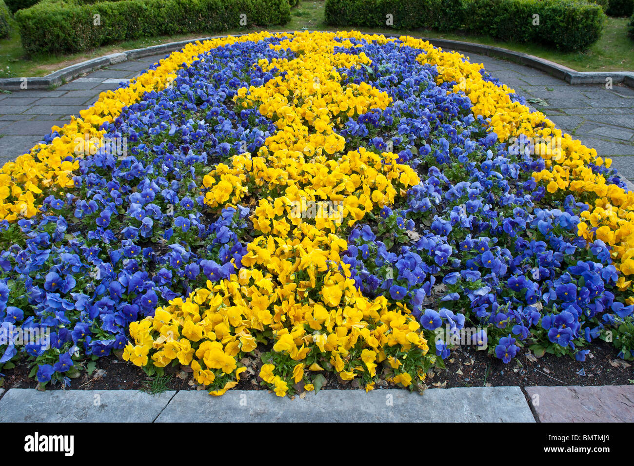 Pansies in blu e giallo della bandiera svedese presso il Municipio di Stoccolma, Svezia Foto Stock
