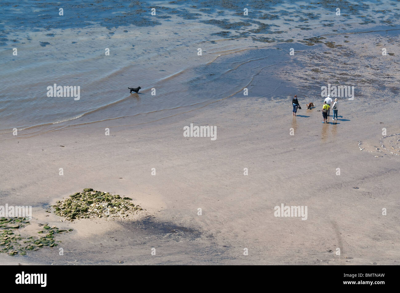 Pochi cani sulla spiaggia a sud di atterraggio, Flamborough, East Yorkshire coast Foto Stock