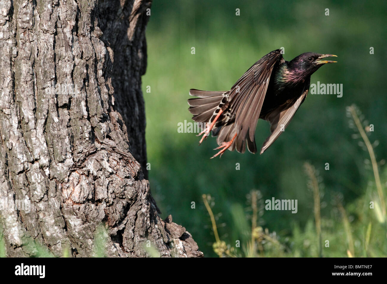 Starling, Sturnus vulgaris, singolo uccello in volo lasciando nest ingresso, Bulgaria, Maggio 2010 Foto Stock