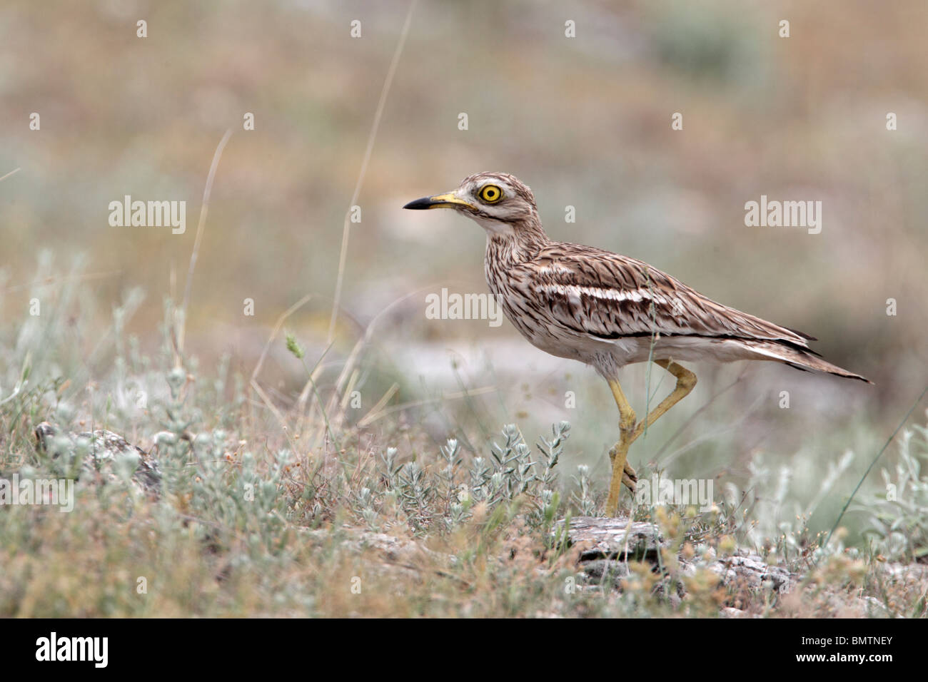 Pietra, curlew Burhinus oedicnemus, singolo uccello in prati, Bulgaria, Maggio 2010 Foto Stock