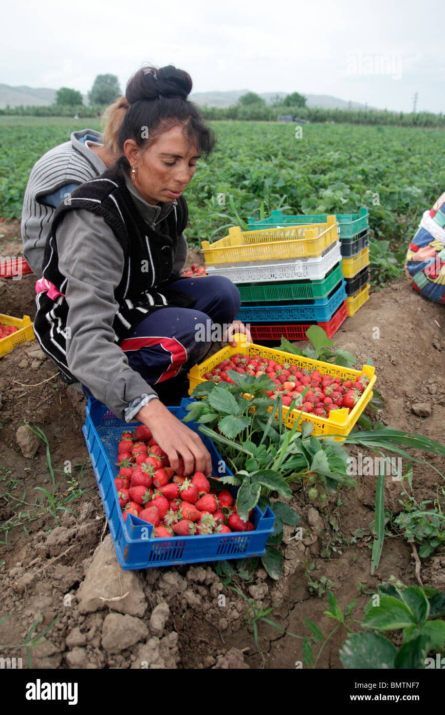 Femmina di lavoratori agricoli la raccolta di fragole, Bulgaria, Maggio 2010 Foto Stock