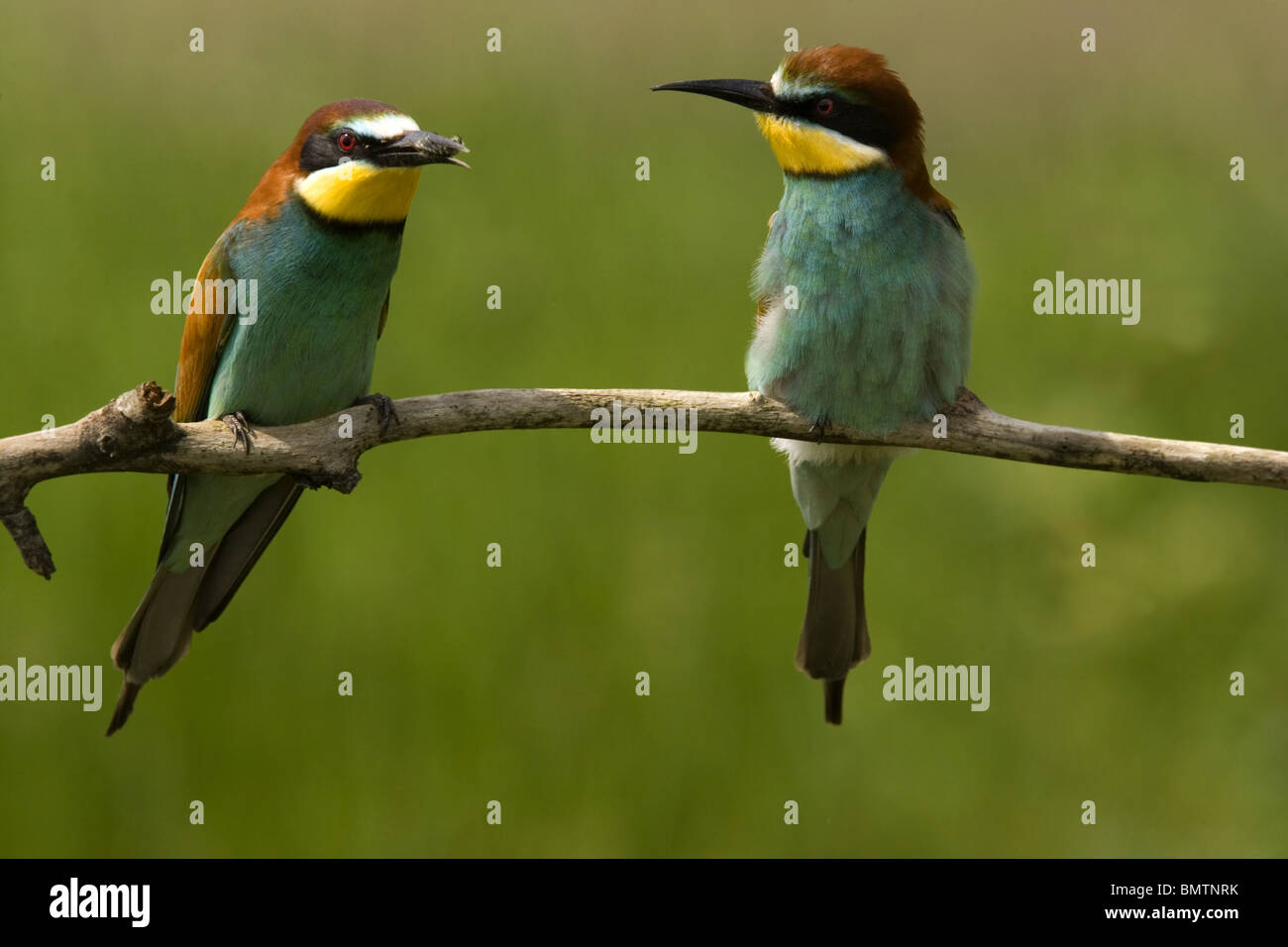 Coppia di unione i gruccioni Foto Stock