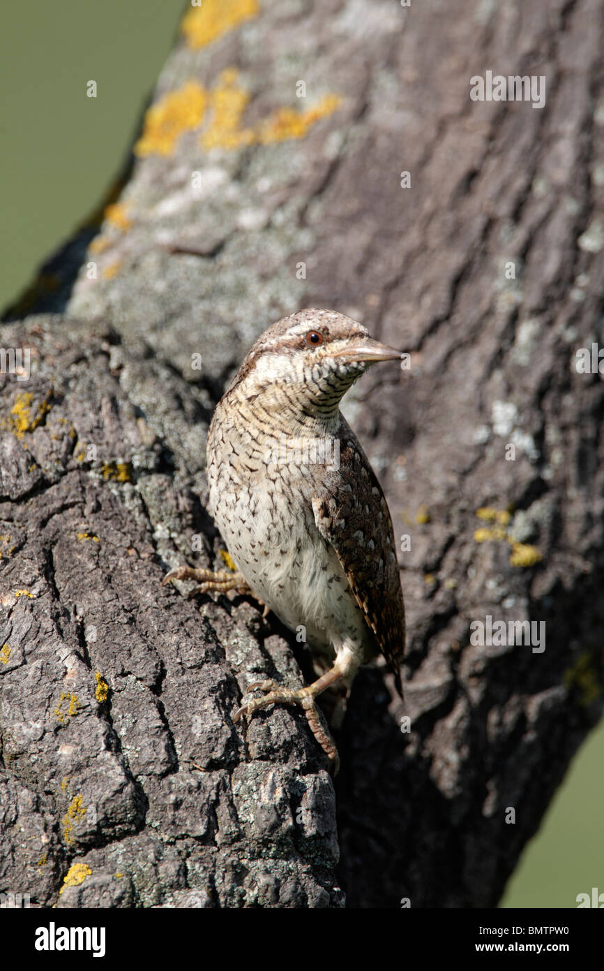 Spasmodico, Jynx torquilla, singolo uccello a nido entrata nella struttura ad albero, Bulgaria, Maggio 2010 Foto Stock