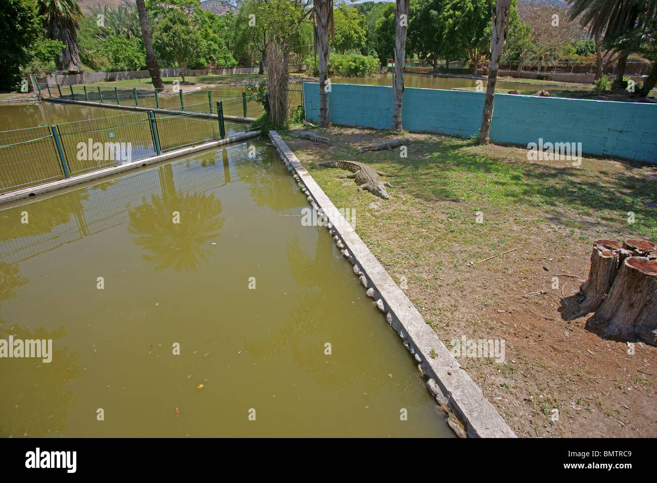 Israele, Golan, Hamat Gader Crocodile Farm. Coccodrillo del Nilo (Crocodylus niloticus) Foto Stock