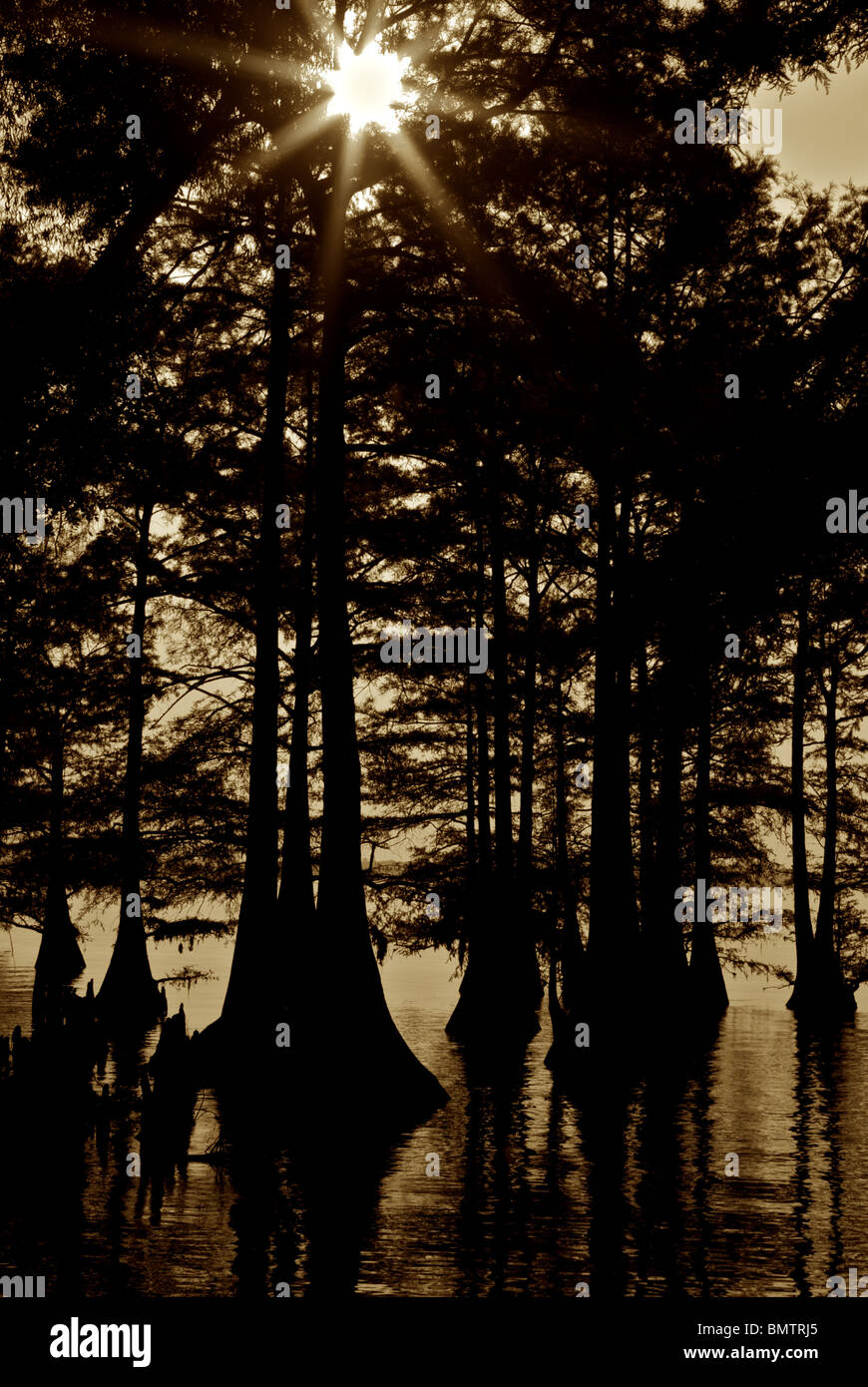 Tonalità seppia image Cypress Grove in silhouette Caddo Lake Louisiana Foto Stock