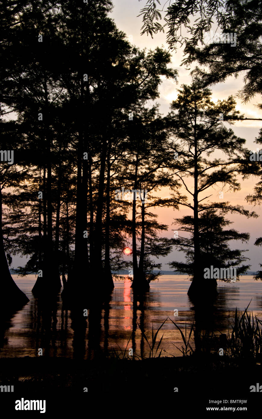 Boschetto di cipresso in silhouette contro rosso infuocato tramonto riflessione a caddo lago LA Foto Stock
